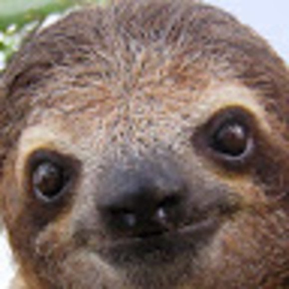 Meet your Posher, Vivian - Picture 1 of 1